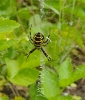 Wasp Spider - Female