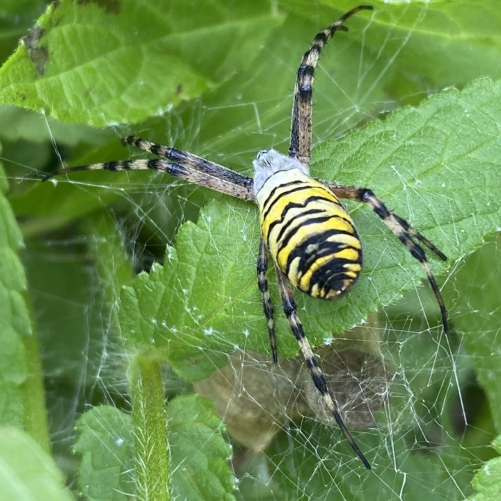 Wasp Spider in Suffolk Copyright: Elizabeth Ixer