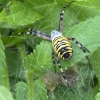 Wasp Spider in Suffolk 