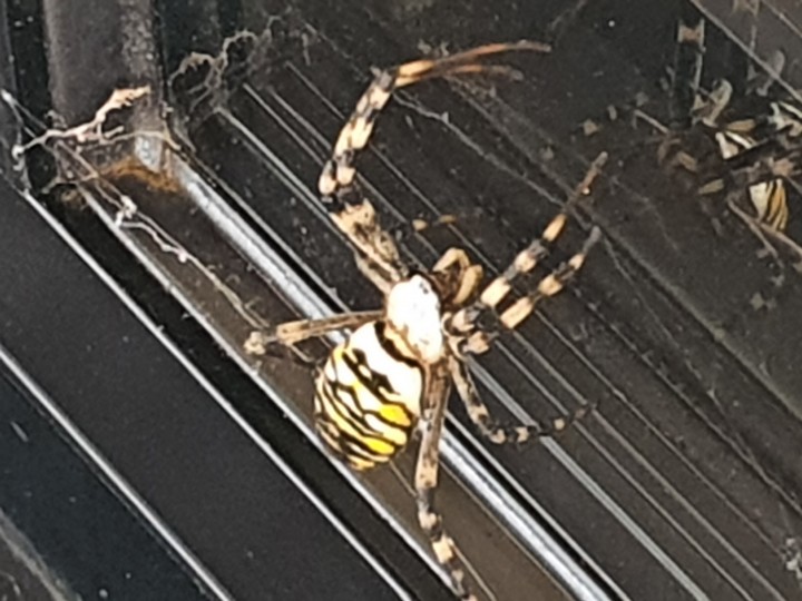 Female wasp spider in office doorway Copyright: Andrea McCormick