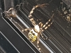 Female wasp spider in office doorway