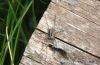 A spider in Poland