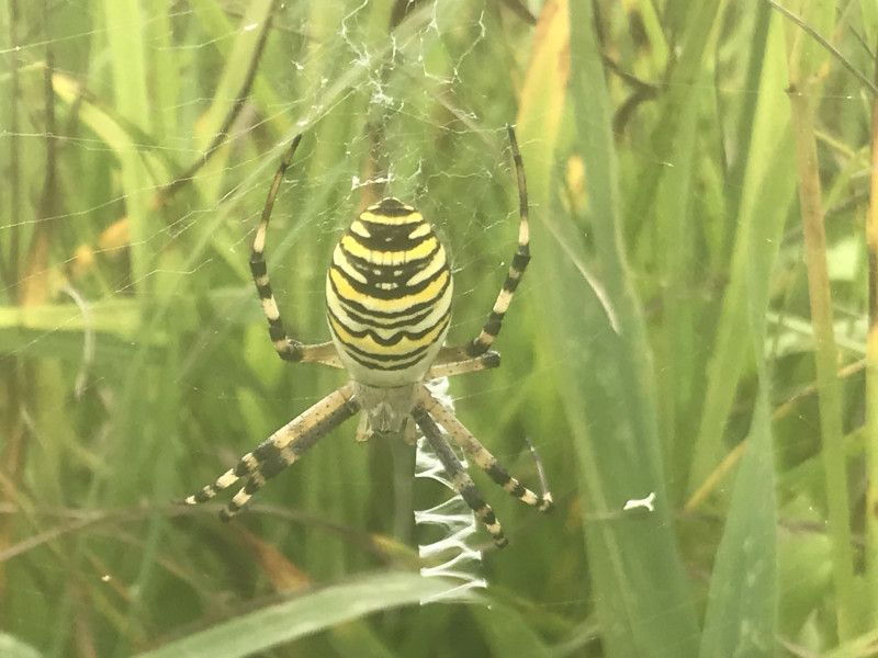 Wasp Spider in West Wiltshire Copyright: Beth Whelan