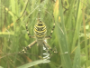 Wasp Spider in West Wiltshire