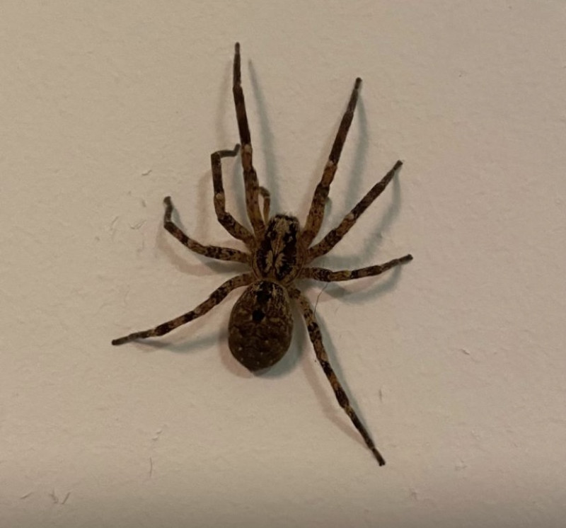 Mediterranean false Woolf spider Copyright: Jacinda Hamnerschlag