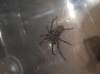 Interesting spider in South Ken