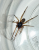 Steatoda nobilis - second individual (possible male)
