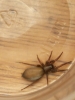 Unknown Spider 001