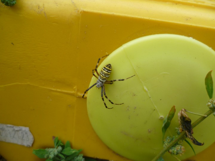 Wasp Spider at construction site Copyright: 