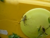 Wasp Spider at construction site 