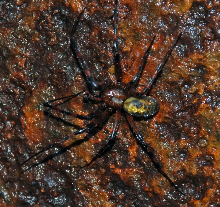 Cave Spider on Manhole cover Copyright: Stuart Little