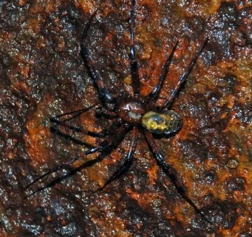 Cave Spider on Manhole cover Copyright: Stuart Little