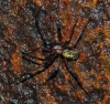 Cave Spider on Manhole cover