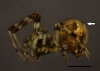 Cryptachaea blattea female lateral