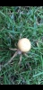 Large white bulbous spider found in garden