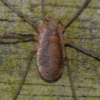possible Opilio canestrinii detail