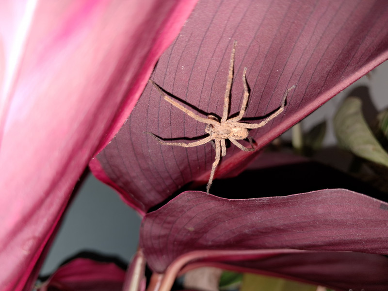 Wolf spider Kent Copyright: Larissa De sousa