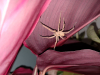 Wolf spider Kent 