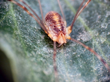 Opilio canestrinii photo 3 Copyright: Martin Cooper