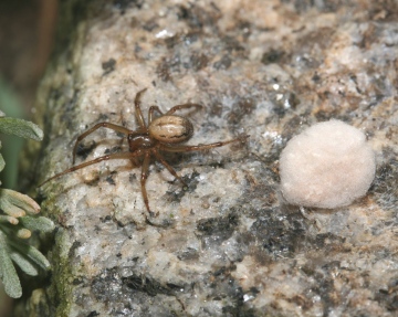 Enoplognatha mordax  female and egg-sac Copyright: Chris Bentley