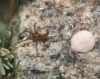 Enoplognatha mordax  female and egg-sac