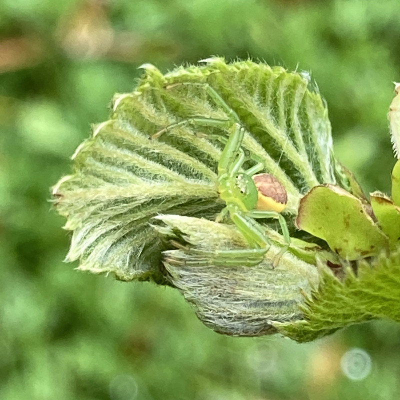 Diaea dorsata on a hazel leaf 2023-04-28 Copyright: IJ