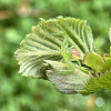 Diaea dorsata on a hazel leaf 2023-04-28