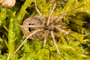 Odiellus spinosus Female Copyright: Paul Richards