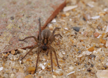 Trochosa ruricola (f) Copyright: David Carr