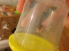 Possible false widow spider