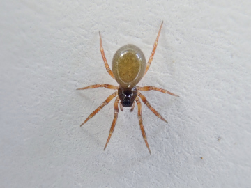 Pocadicnemis juncea female Copyright: Tylan Berry