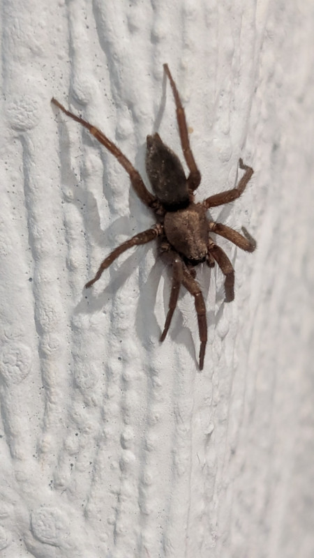 A mouse spider Copyright: Mark Fisher