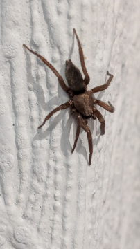 A mouse spider Copyright: Mark Fisher