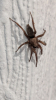 A mouse spider