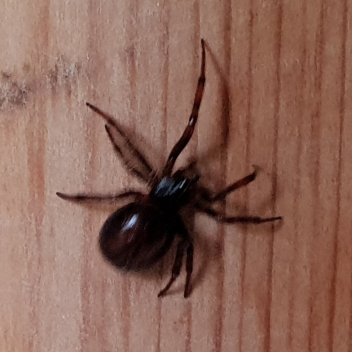 Steatoda Grossa 3 Cambs Copyright: Justin Gregson