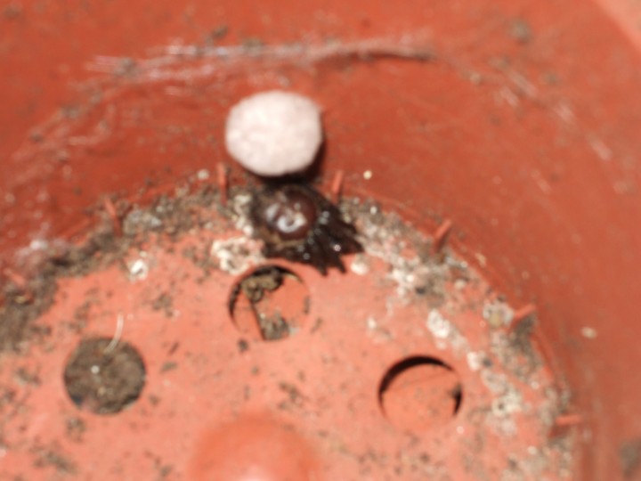 Unidentified spider in greenhouse Copyright: U Lockyer