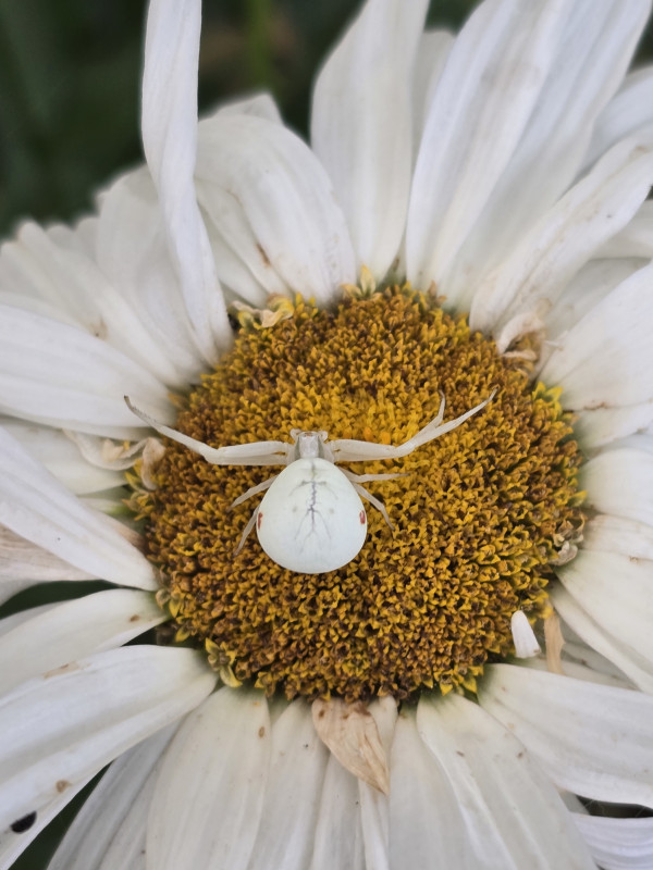 Crab Spider on Marguerite Copyright: T Bryant
