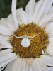 Crab Spider on Marguerite