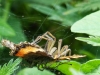 Agelena labyrinthica. Courtship gift.