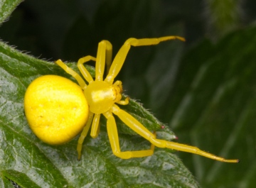 Yellow Crab Spider female top view Copyright: Peter Nest