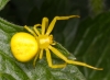 Yellow Crab Spider female top view