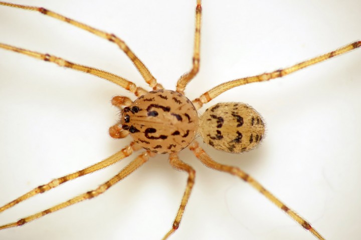 Spitting Spider (Scytodes thoracica) June-2014 II Copyright: Martin Cooper