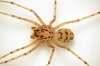 Spitting Spider (Scytodes thoracica) June-2014 II