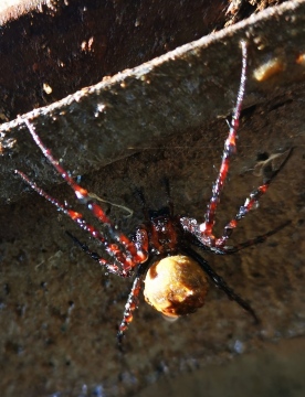 spider in manhole Copyright: Mark Willis