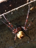 spider in manhole