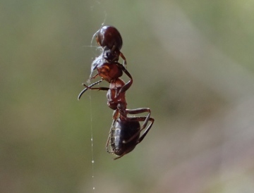 Dipoena torva feeding on Wood Ant Formica sp. Copyright: Matt Prince