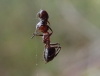 Dipoena torva feeding on Wood Ant Formica sp.
