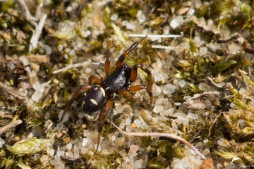 Asagena phalerata in dunes Copyright: Gillian Street