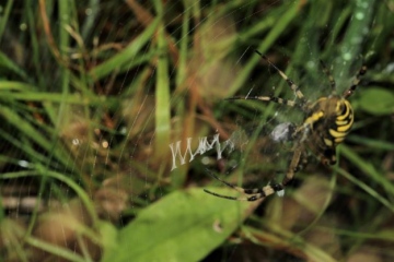 Wasp Spider from above whilst showing zig zag web Copyright: Lotus Bryony Lazuli