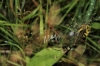 Wasp Spider from above whilst showing zig zag web